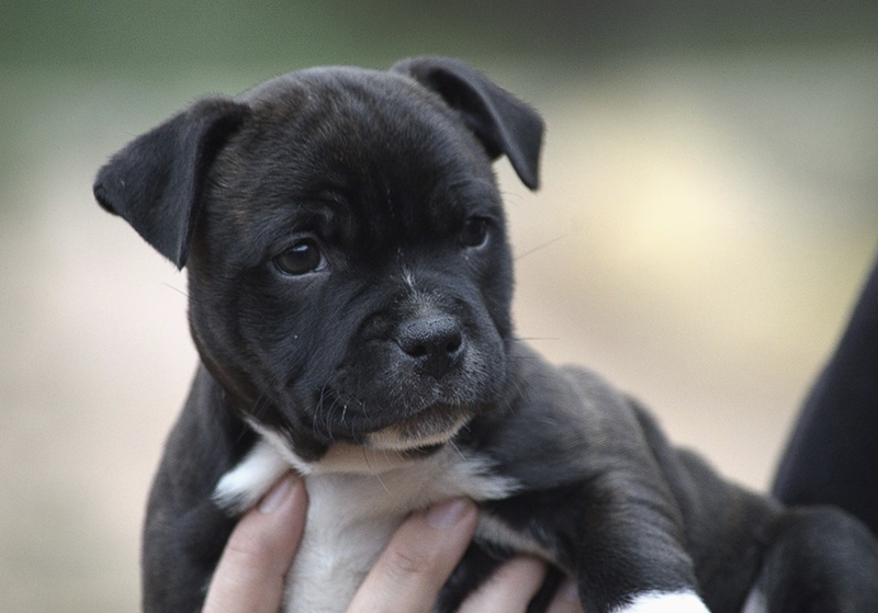 Black Puppies