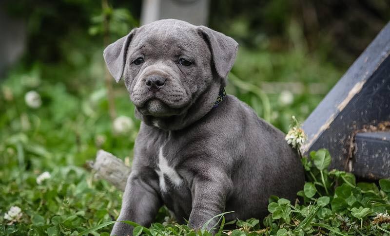 Blue Puppies
